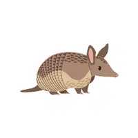 Armadillo