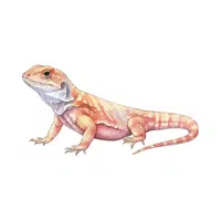 Bearded Dragon
