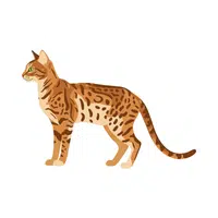 Bengal Cat