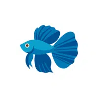 Betta Fish