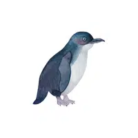 Blue | Types of Penguins Names in English