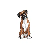Boxer | Pet Animals Names in English