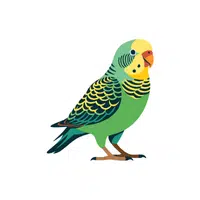 Budgerigar