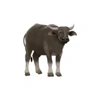 Buffalo | Forest Animals Names in English