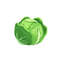 Cabbage | Low Sugar Vegetables Names in English
