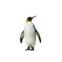 Campbell Island | Types of Penguins Names in English