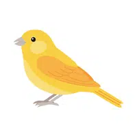 Canary Finch