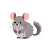 Chinchilla | Pet Animals Names in English