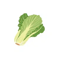 Chinese Cabbage
