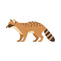 Civet | Forest Animals Names in English
