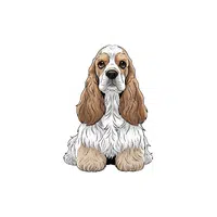 Cocker Spaniel
