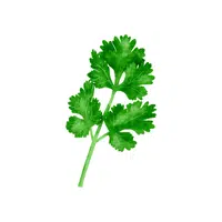 Coriander | Low Sugar Vegetables Names in English