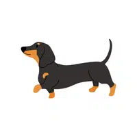Dachshund