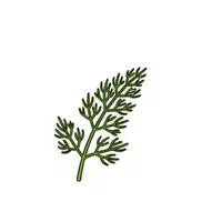 Dill Leaves