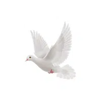 Dove 