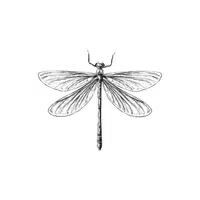 Dragonfly | Forest Animals Names in English