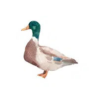 Duck 