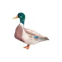 Duck | Pet Animals Names in English