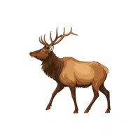 Elk | Forest Animals Names in English