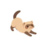 Ferret | Pet Animals Names in English