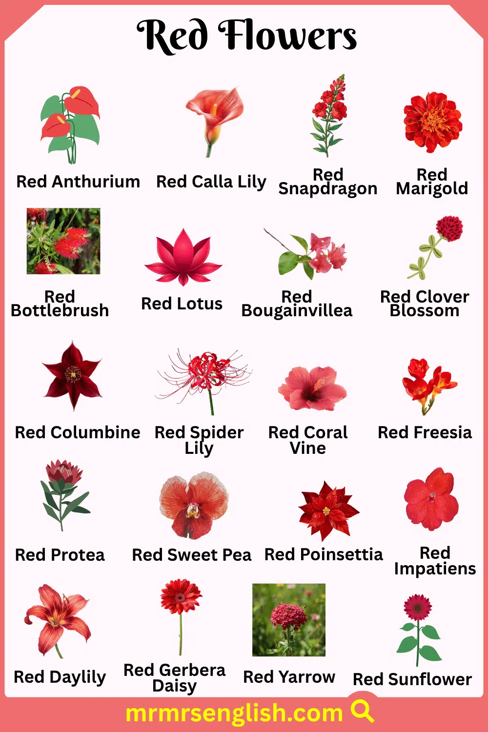 Flower Name in English and Their Pictures