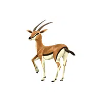 Gazelle