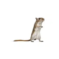 Gerbil | Pet Animals Names in English