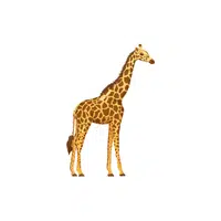 Giraffe | Forest Animals Names in English