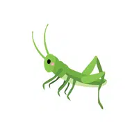 Grasshopper