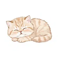 Himalayan Cat