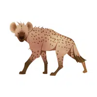 Hyena | Forest Animals Names in English
