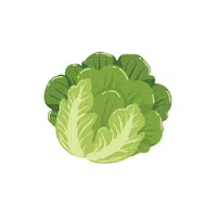 Iceberg Lettuce