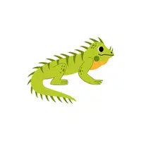 Iguana | Pet Animals Names in English