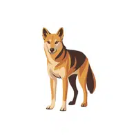 Jackal | Forest Animals Names in English