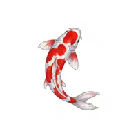 Koi Fish