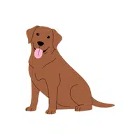 Labrador Dog