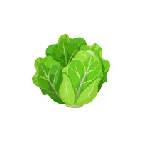 Lettuce | Low Sugar Vegetables Names in English