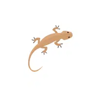 Lizard | Pet Animals Names in English