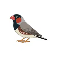 Love Finch