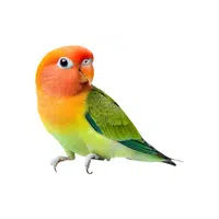 Lovebird