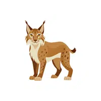 Lynx | Forest Animals Names in English