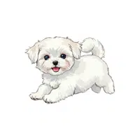 Maltese | Pet Animals Names in English
