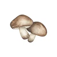 Mushroom