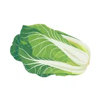 Napa Cabbage