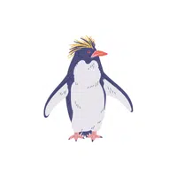 Northern Rockhopper