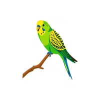 Parakeet | Pet Animals Names in English