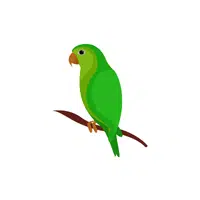 Parrot | Forest Animals Names in English