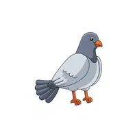 Pigeon