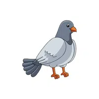 Pigeon