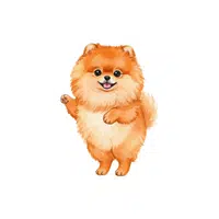 Pomeranian | Pet Animals Names in English